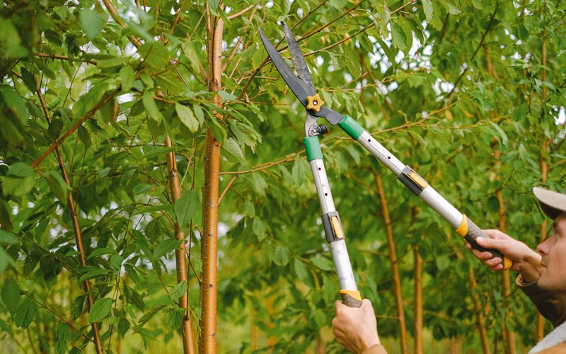 Tree trimming in Juntura, OR